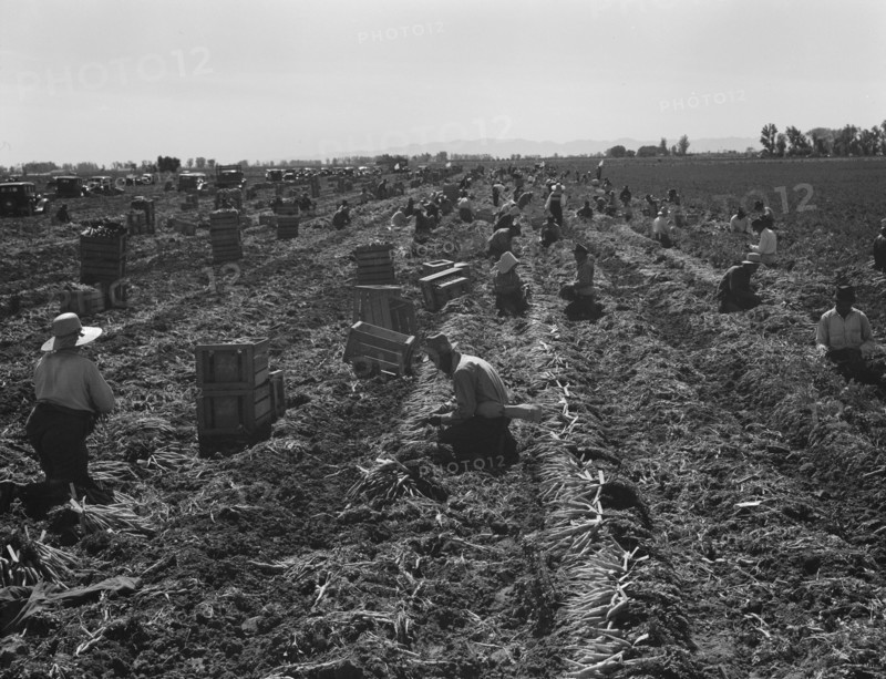 Large scale agriculture, near Meloland, Imperial Valley, 1939. Creator: Dorothea Lange.