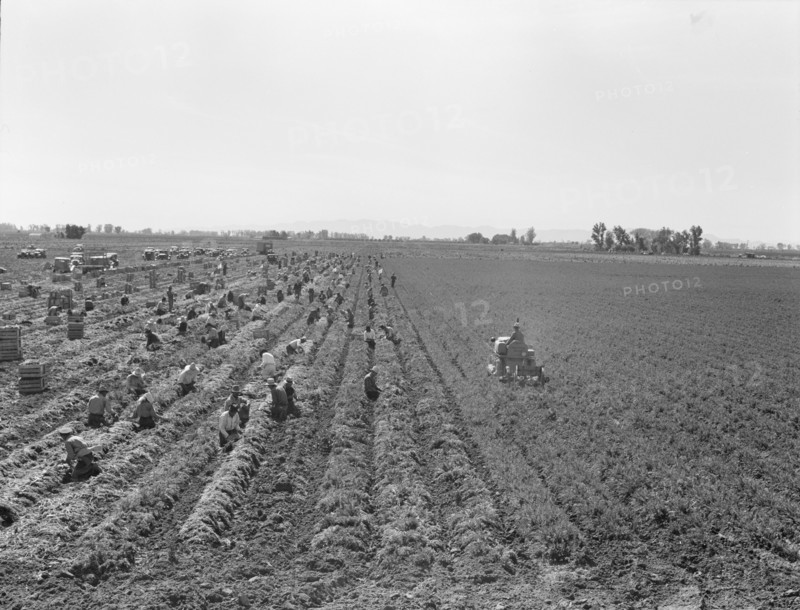 Large scale agriculture, near Meloland, Imperial Valley, 1939. Creator: Dorothea Lange.