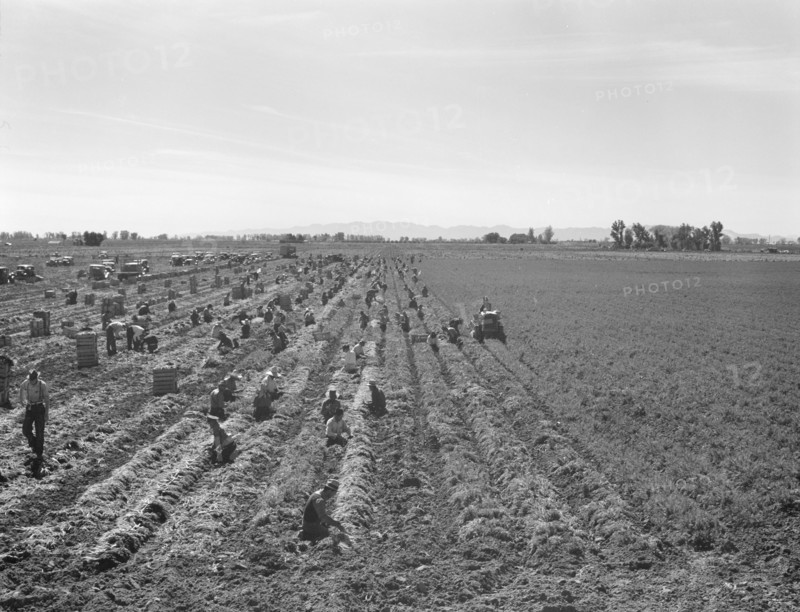Possibly: Large scale agriculture, near Meloland, Imperial Valley, 1939. Creator: Dorothea Lange.