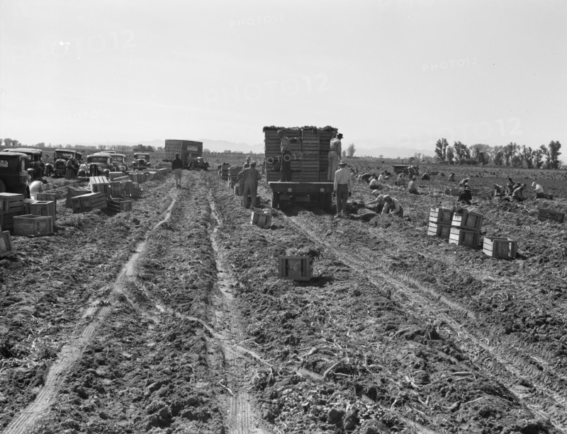 Large scale agriculture, near Meloland, Imperial Valley, 1939. Creator: Dorothea Lange.