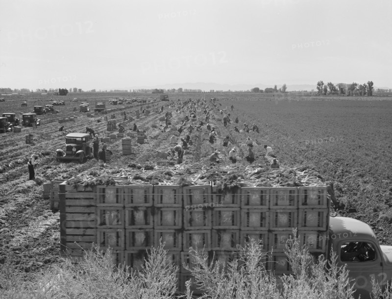 Large scale agriculture, near Meloland, Imperial Valley, 1939. Creator: Dorothea Lange.