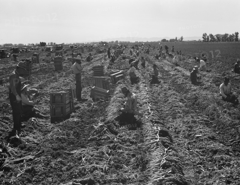 Large scale agriculture, near Meloland, Imperial Valley, 1939. Creator: Dorothea Lange.
