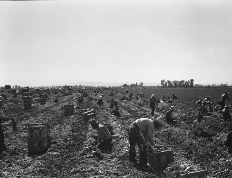 Large scale agriculture, near Meloland, Imperial Valley, 1939. Creator: Dorothea Lange.