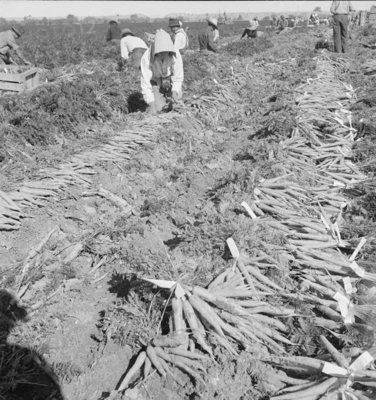 Large scale agriculture, near Meloland, Imperial Valley, 1939. Creator: Dorothea Lange.