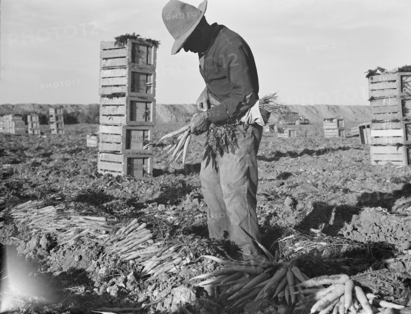 Large scale agriculture, near Meloland, Imperial Valley, 1939. Creator: Dorothea Lange.