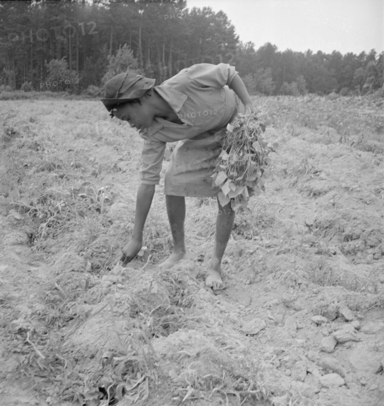 Thirteen year old daughter of Negro sharecropper planting..., Olive Hill, North Carolina, 1939. Creator: Dorothea Lange.