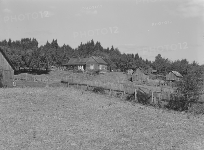 Western Washington subsistence farm, whittled out of the..., Grays Harbor County, Washington, 1939. Creator: Dorothea Lange.