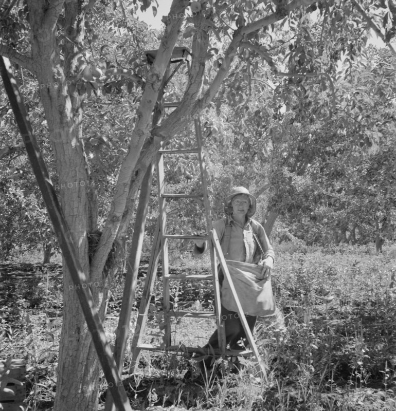Possibly: Dumping full sack of picked pears to lug box..., Yakima Valley, Wahington, 1939. Creator: Dorothea Lange.