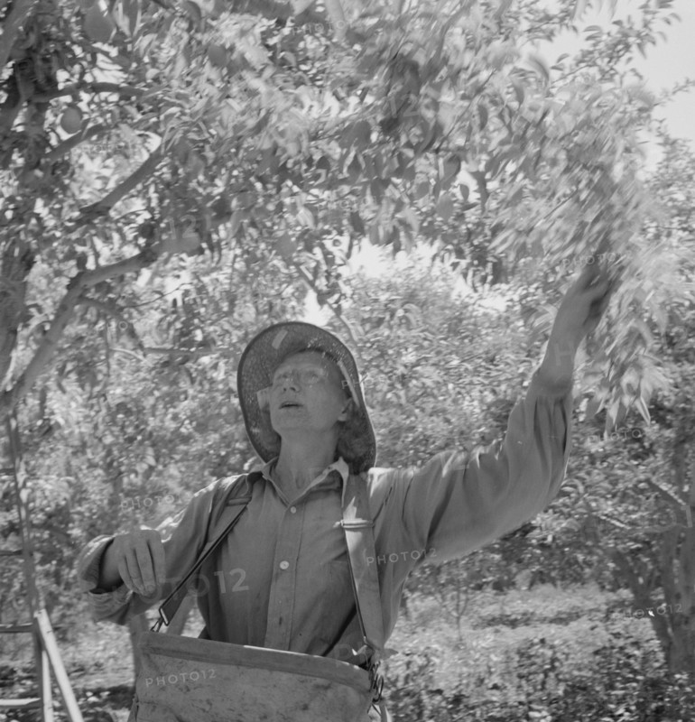 Possibly: Dumping full sack of picked pears to lug box..., Yakima Valley, Wahington, 1939. Creator: Dorothea Lange.