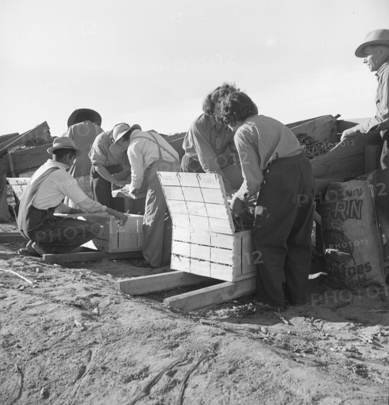 Large-scale industrialized agriculture, Calipatria, Imperial Valley, California, 1939. Creator: Dorothea Lange.