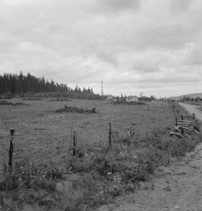 Possibly: Another cut-over farm located across the road from..., Michigan Hill, Washington, 1939. Creator: Dorothea Lange.