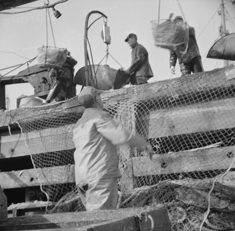 Dock stevedores at the Fulton fish market sending up baskets of fish..., New York, 1943. Creator: Gordon Parks.