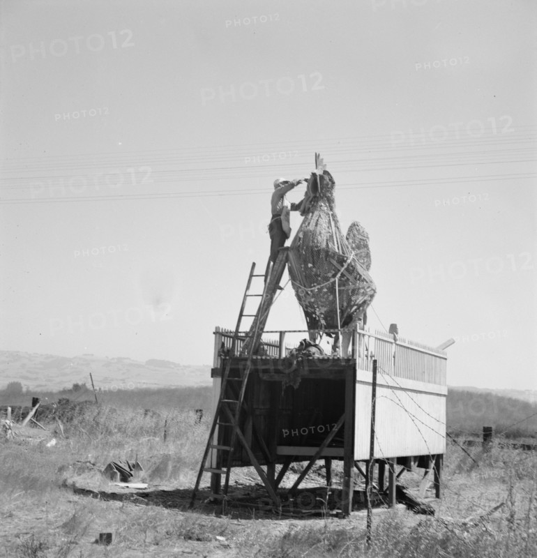 Roadside sculpture (under repair) on U.S. 101, entering Petaluma, Sonoma County, 1939. Creator: Dorothea Lange.