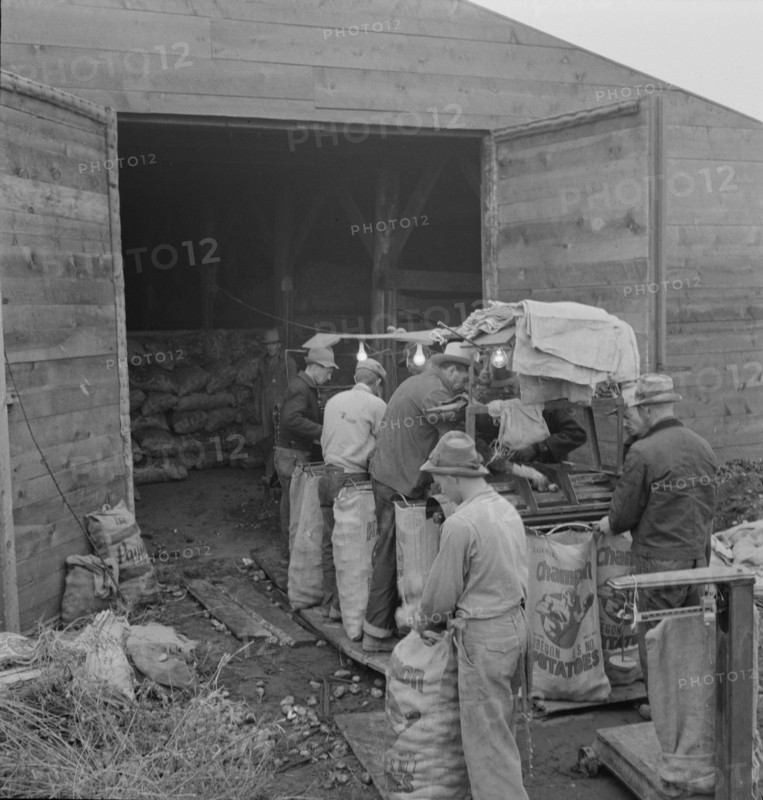 Grading potatoes, preparing for shipment..., ten miles south of Merrill, Oregon, 1939. Creator: Dorothea Lange.