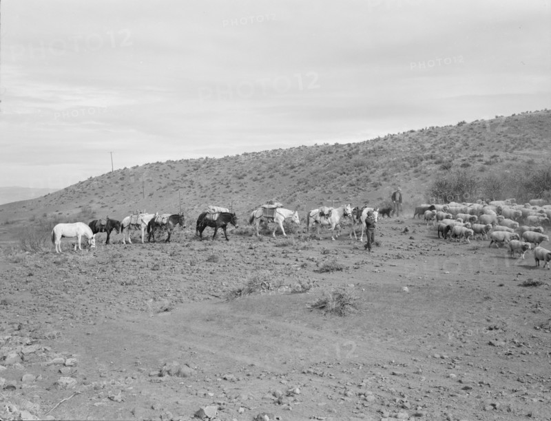 Possibly: Pack train coming down from summer camp, Washington County, Idaho, 1939. Creator: Dorothea Lange.