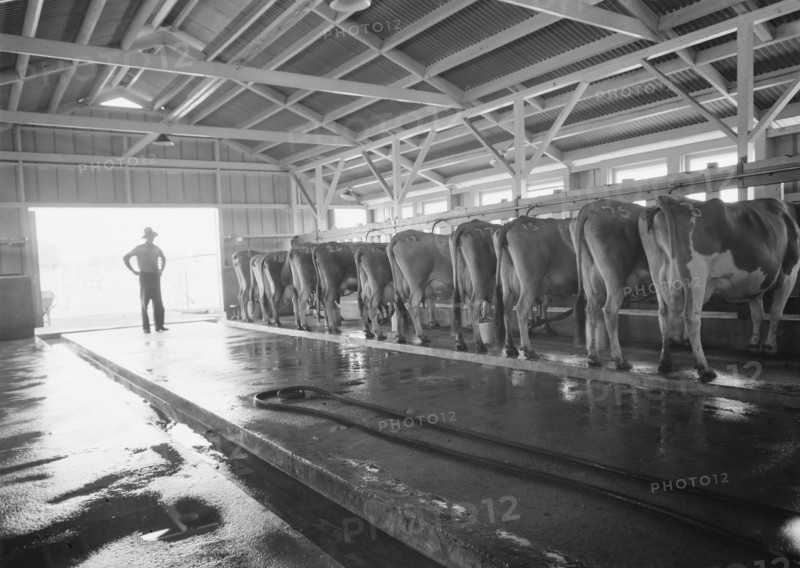 FSA Mineral King Farm Cooperative Association, Tulare County, California, 1939. Creator: Dorothea Lange.