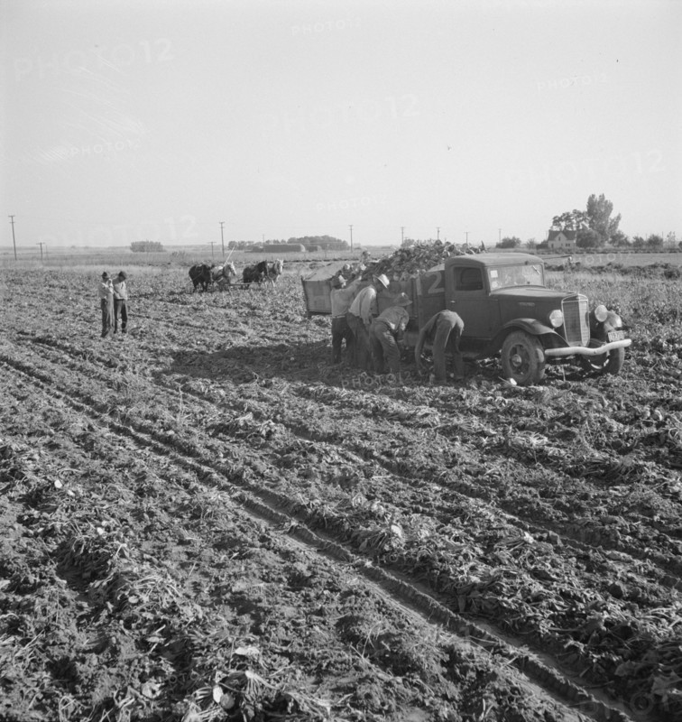 View of sugar beet field with crew loading truck for Nyssa factory, near Ontario, Oregon, 1939. Creator: Dorothea Lange.