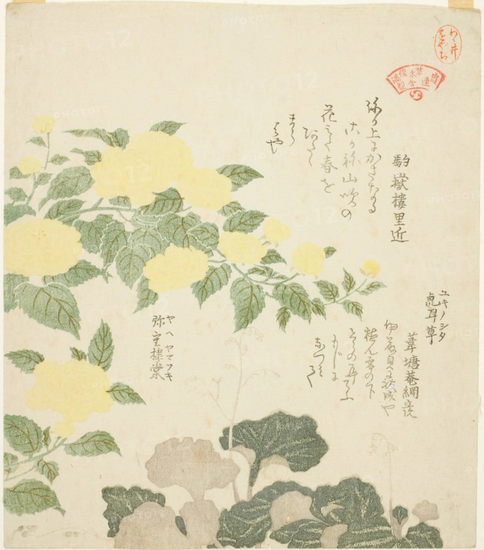 Yellow Roses (Yae yamabuki) and Creeping Saxifrages (Yukinoshita), from the series "Colle..., 1810s. Creator: Kubo Shunman.