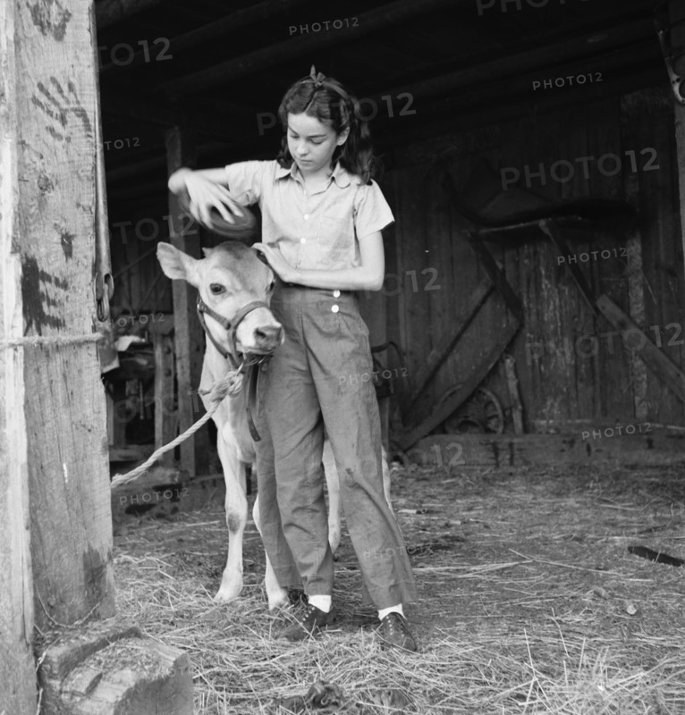 Young girl, daughter of small pear farmer tends her calf, near Medford, Oregon, 1939. Creator: Dorothea Lange.