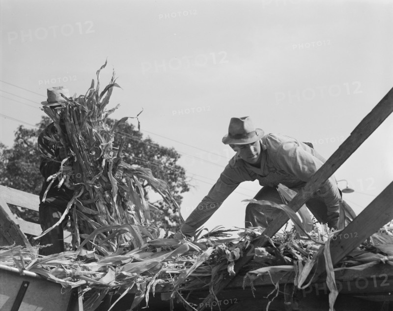 Cooperating farmers with wagonload of corn..., Yamhill County, Oregon, 1939. Creator: Dorothea Lange.