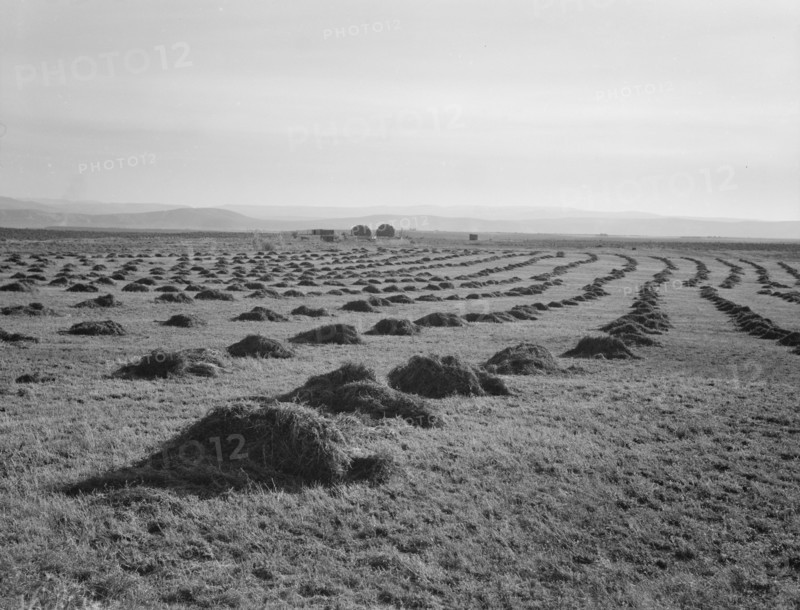 View of Sunset Valley, showing hay and clover..., Malheur County, Oregon, 1939. Creator: Dorothea Lange.