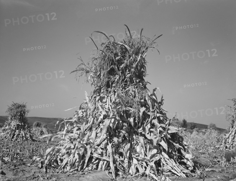 Field of corn in shock on farm of FSA borrower, Sunset Valley, Malheur County, Oregon, 1939. Creator: Dorothea Lange.