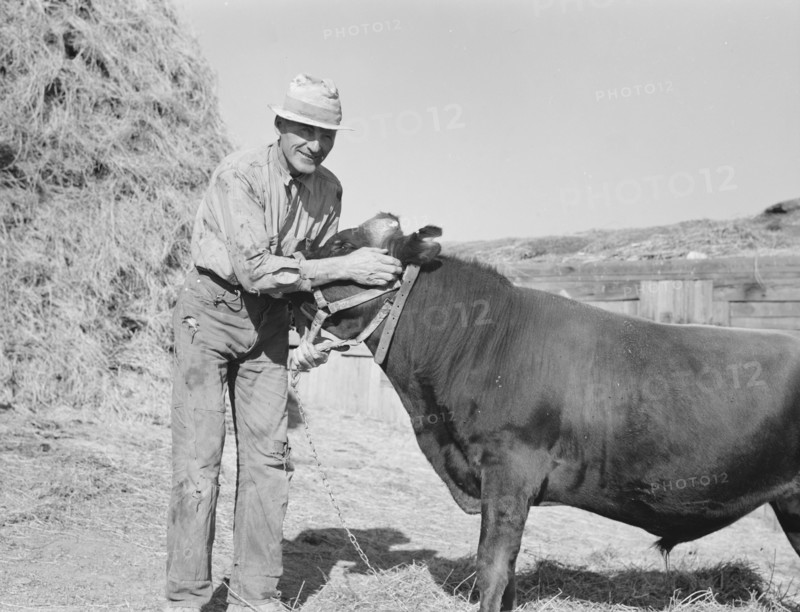 Mr. Botner with bull which he owns..., Nyssa Heights, Malheur County, Oregon, 1939. Creator: Dorothea Lange.