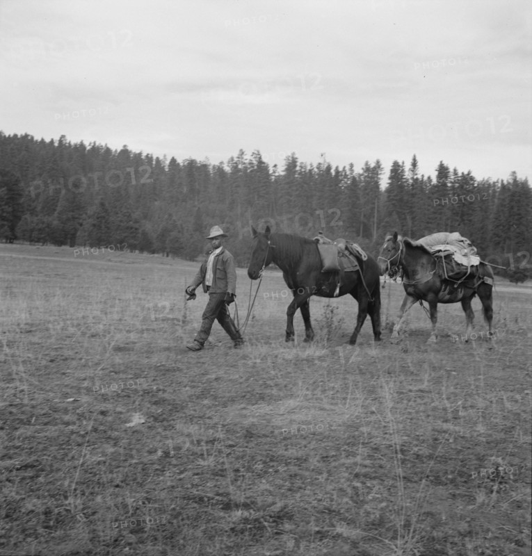 Basque sheep herder leading pack train down from summer camp, Bear Valley, Adams County, Idaho, 1939 Creator: Dorothea Lange.
