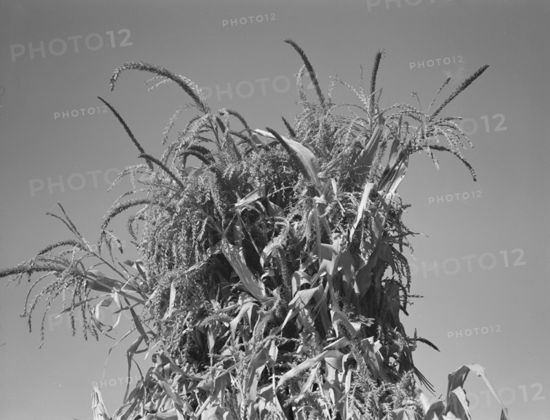 Shocked corn in field of FSA borrower, Sunset Valley, Malheur County, Oregon, 1939. Creator: Dorothea Lange.