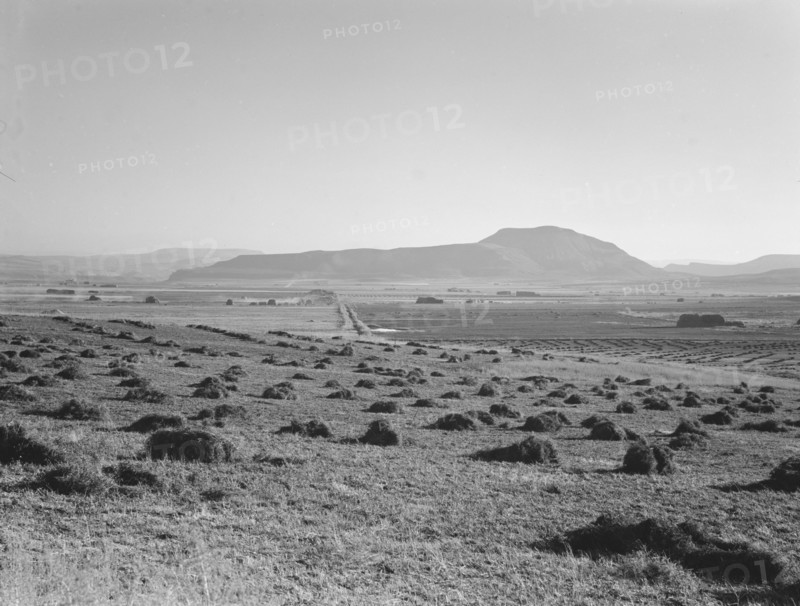 Hay and clover, pasture land, corn land, grain land, Sunset Valley, Malheur County, Oregon, 1939. Creator: Dorothea Lange.