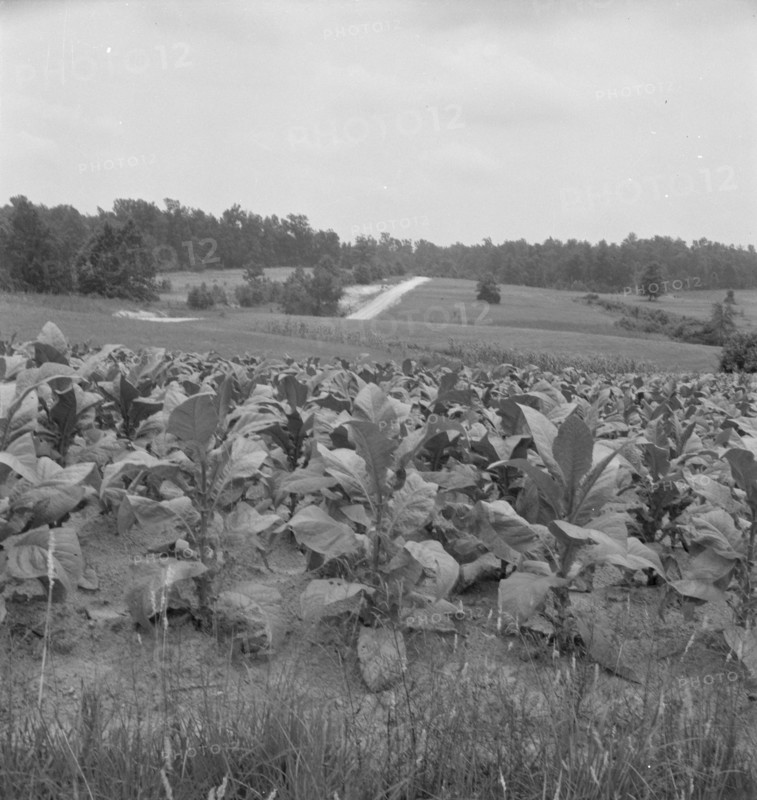 Possibly: Bright cigarette tobacco growing in..., near Upchurch, North Carolina, 1939. Creator: Dorothea Lange.