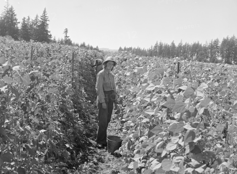 Possibly: Bean pickers at harvest time, near West Stayton, Marion County, Oregon, 1939. Creator: Dorothea Lange.