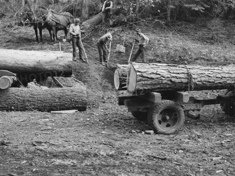 Members of Ola self-help sawmill co-op rolling white fir log..., Gem County, Idaho, 1939. Creator: Dorothea Lange.