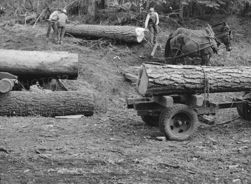 Members of Ola self-help sawmill co-op rolling white fir log..., Gem County, Idaho, 1939. Creator: Dorothea Lange.