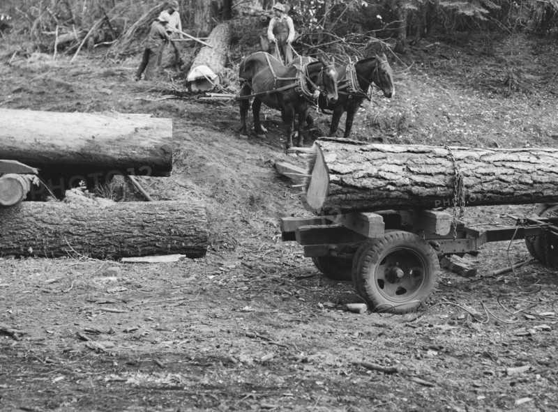 Members of Ola self-help sawmill co-op rolling white fir log..., Gem County, Idaho, 1939. Creator: Dorothea Lange.