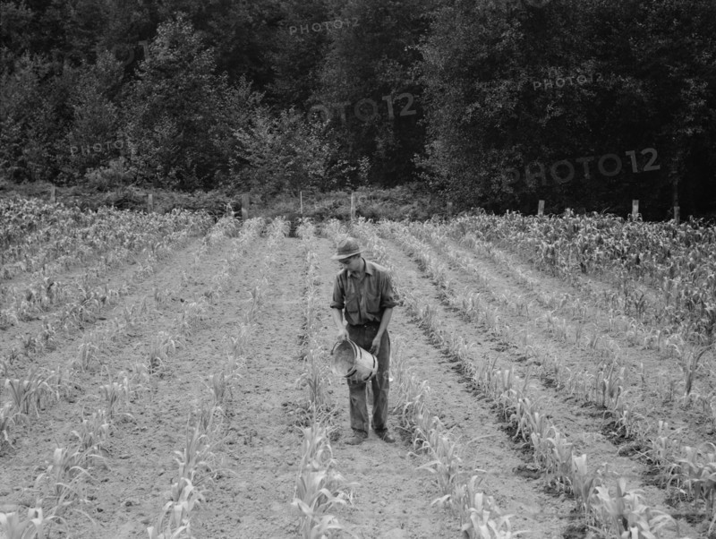Hand irrigation on small rented...farm, Grays Harbor County, Western Washington, 1939. Creator: Dorothea Lange.