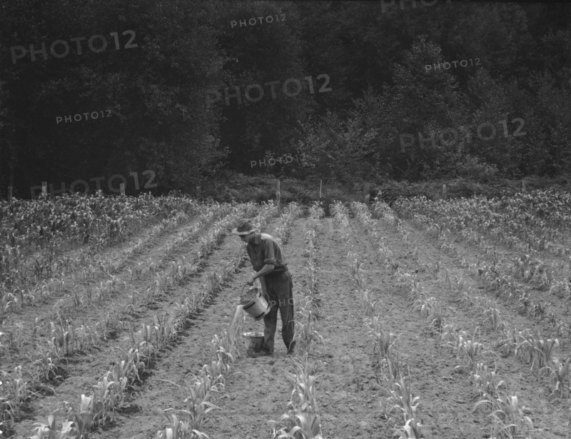 Western Washington, Grays Harbor County, northeast of Elma, 1939. Creator: Dorothea Lange.