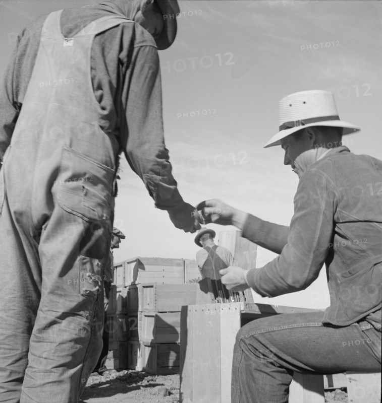 Paymaster on edge of pea fields..., near Calipatria, Imperial Valley, California, 1939. Creator: Dorothea Lange.