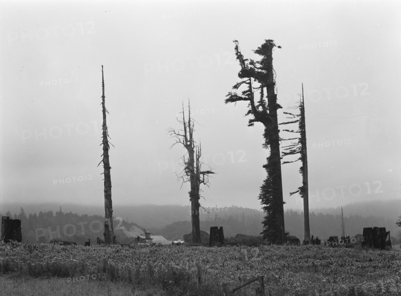 Redwood trees and stumps on redwood highway, Scotia, Humboldt County, California, 1939. Creator: Dorothea Lange.