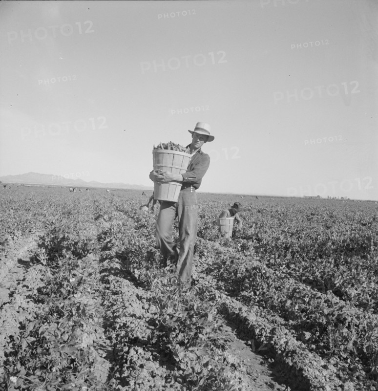 Pea pickers coming into weigh master, Sinclair Ranch, near Calipatria, California, 1939. Creator: Dorothea Lange.