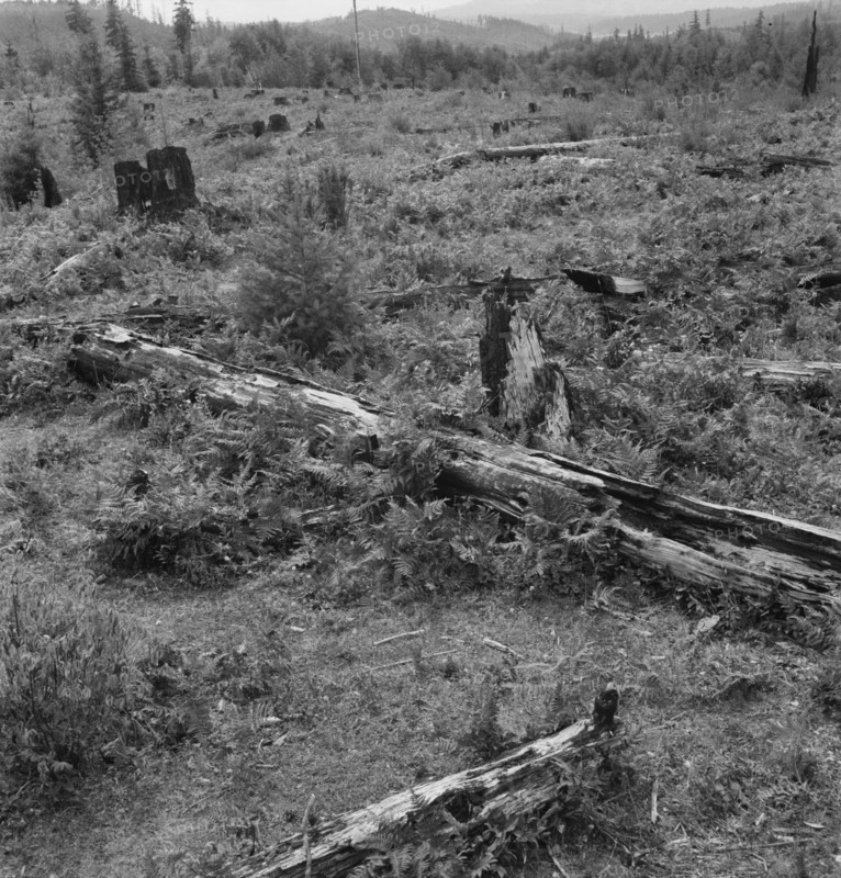 Land on the Arnold farm which they hope to clear next year, Michigan Hill, Thurston County, 1939. Creator: Dorothea Lange.