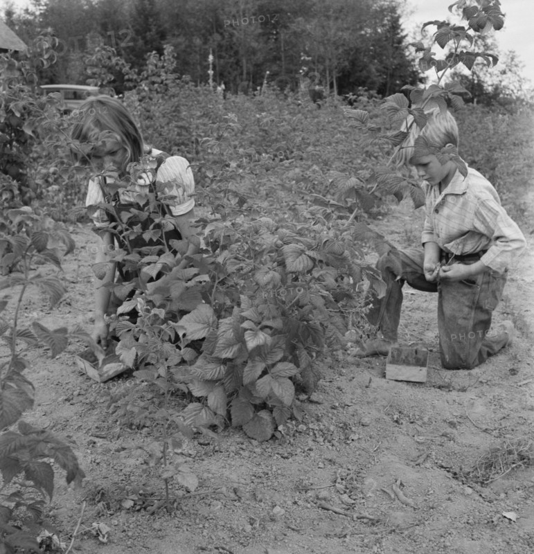 Arnold children picking raspberries in the new berry patch, Michigan Hill, Western Washington, 1939. Creator: Dorothea Lange.