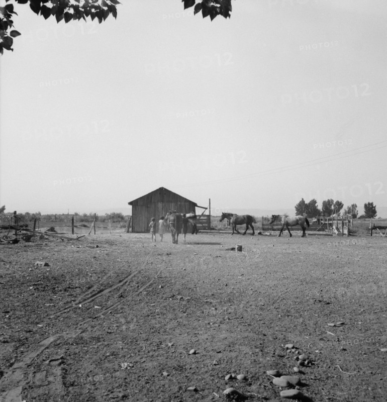 Possibly: Chris Adolf, his team, and...children on their new farm, Washington, Yakima Valley, 1939. Creator: Dorothea Lange.
