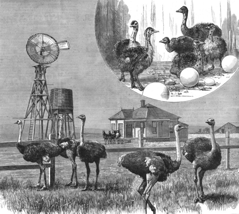 '' Ostrich Farm at Los Angeles, California', 1888. Creator: Unknown.