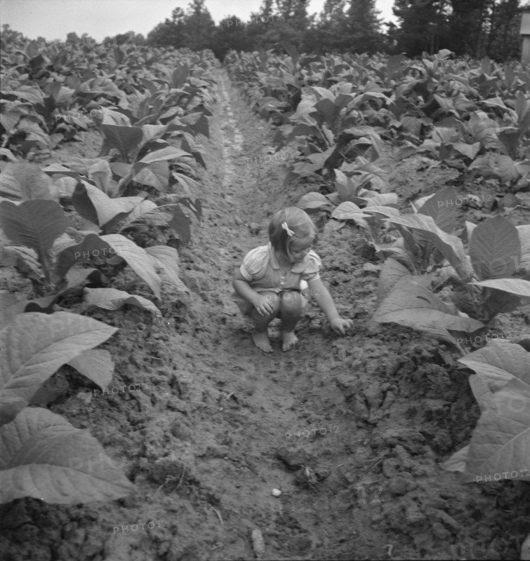 Possibly: Children helping father, tobacco sharecropper..., Person County, North Carolina, 1939. Creator: Dorothea Lange.