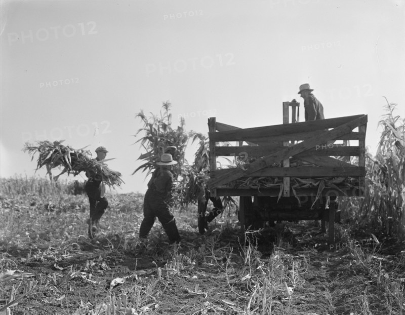 Cooperating farmers load wagons with corn..., Yamhill County, Oregon, 1939. Creator: Dorothea Lange.