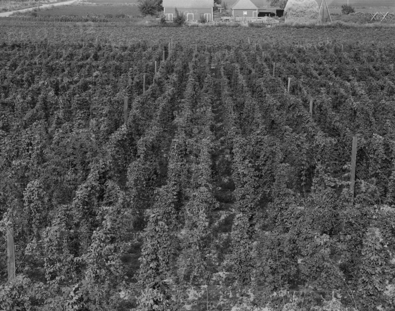 Hop yard on ranch of M. Rivard in French-Canadian..., Yakima Valley, Moxee Valley, Washington, 1939. Creator: Dorothea Lange.