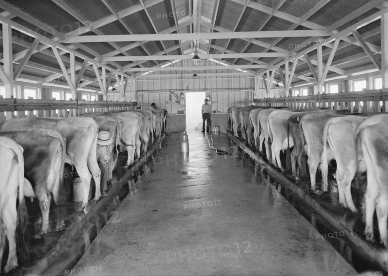 Mineral King Cooperative Association, FSA, Tulare County, California, 1939. Creator: Dorothea Lange.