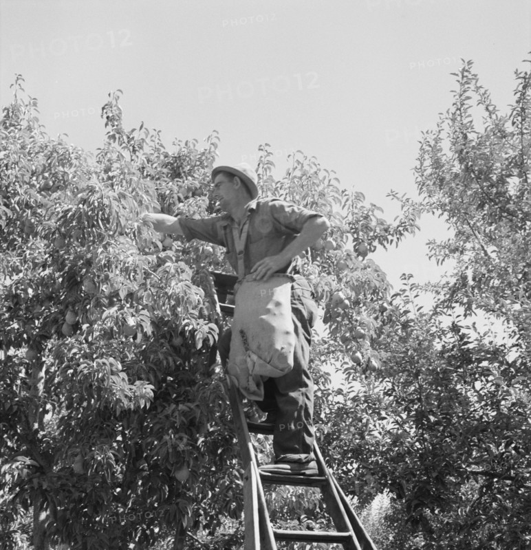 Possibly: Harvesting pears, Pleasant Hill Orchards, Yakima Valley, Washington, 1939. Creator: Dorothea Lange.