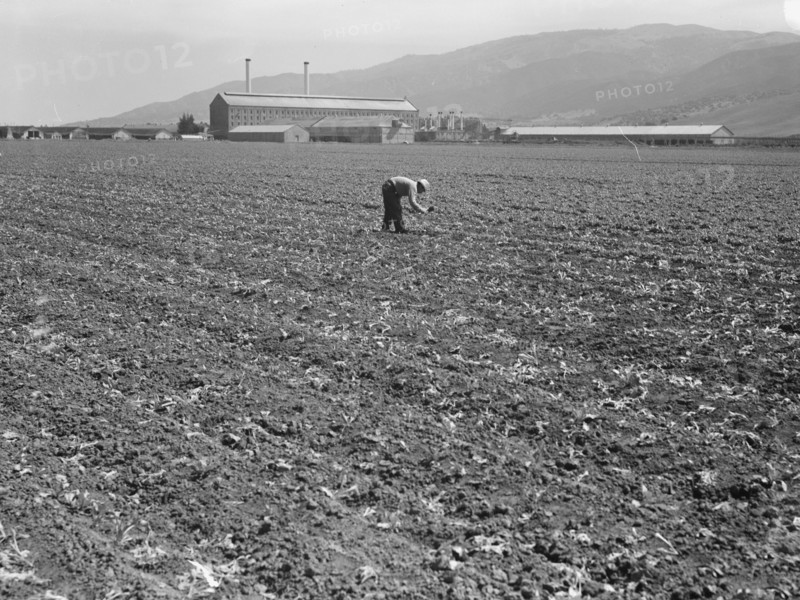 Spreckels sugar factory and sugar beet field, Monterey County, California, 1939. Creator: Dorothea Lange.